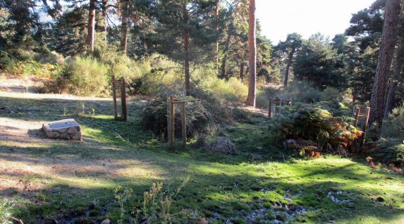 Plantación febrero 2020 Las Hondillas MUP 39 10-9-29 PSE13