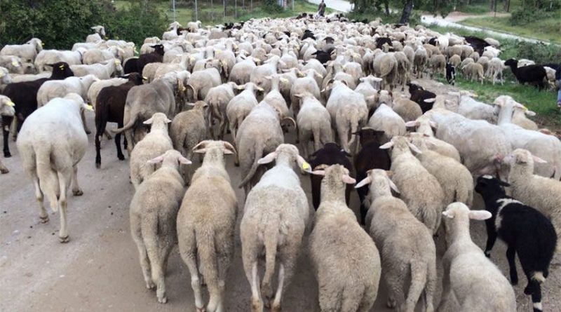 trashumancia-guadarrama-1