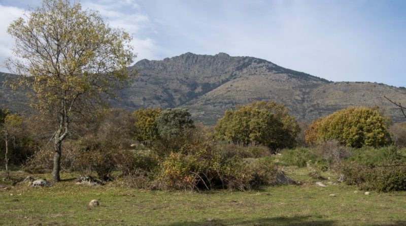 la peñota