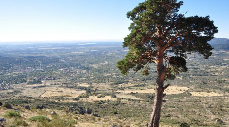 Pino-San-Roque