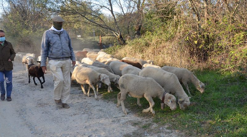 TRASHUMANCIA 2020 (57)