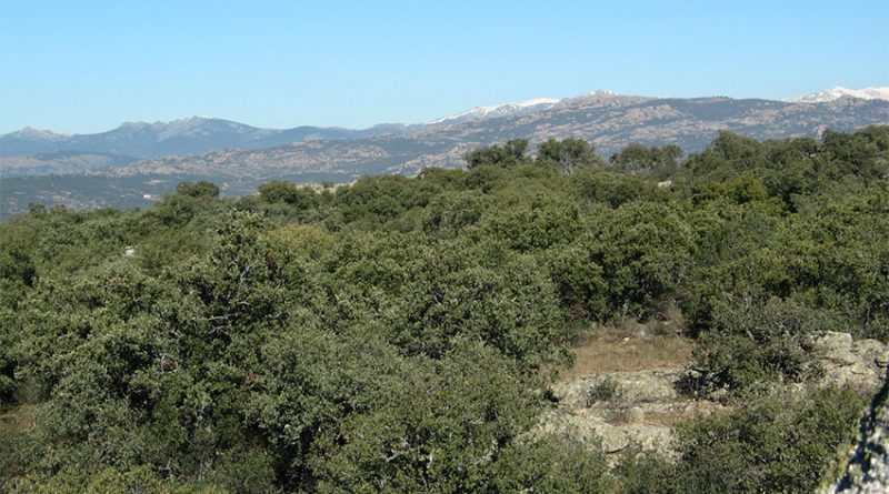 plan-actuacion-forestal