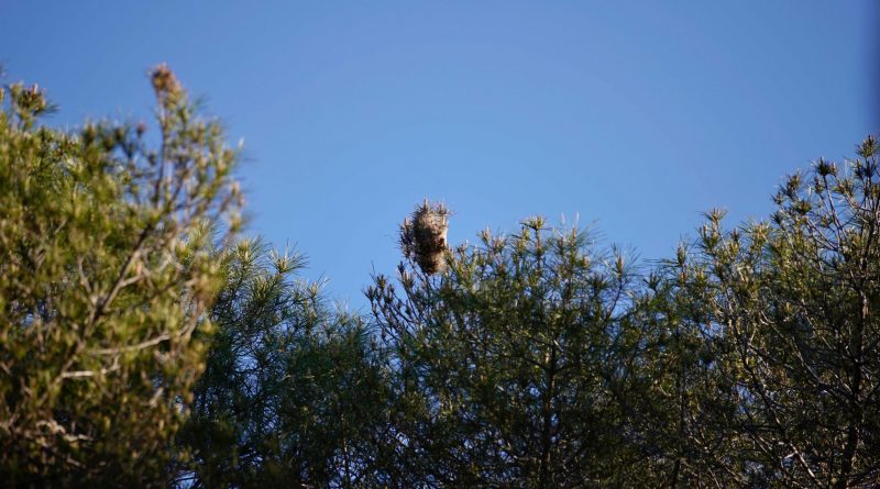 campaña procesionaria 1