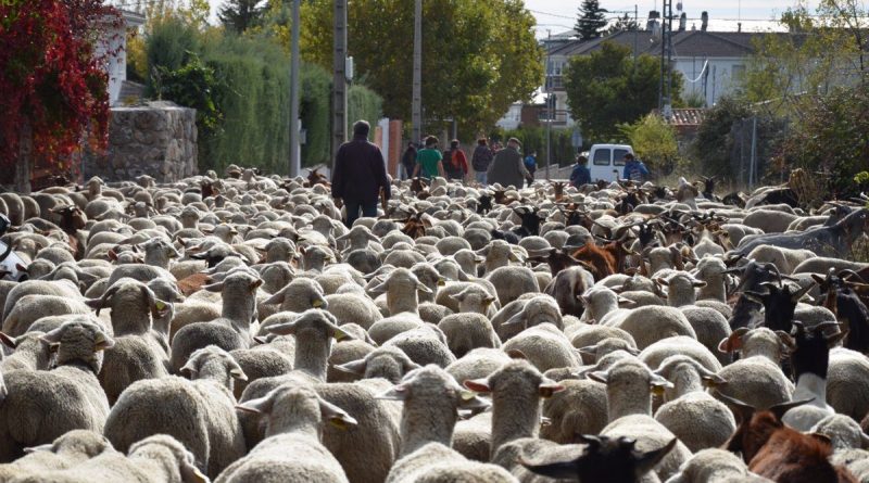 17/10/2020 El rebaño trashumante de ovejas merinas recorre la zona noroeste pero no pasa por la capital para evitar aglomeraciones.
El rebaño trashumante formado por 1.100 ovejas merinas y 200 cabras recorre este sábado Guadarrama, Villalba, Alpedrete y Galapagar, entre otros municipios, para llegar a la granja de la zona noroeste en la que pasarán el invierno, sin entrar en Madrid capital, para evitar aglomeraciones.
SOCIEDAD ESPAÑA EUROPA MADRID
AYUNTAMIENTO DE GUADARRAMA