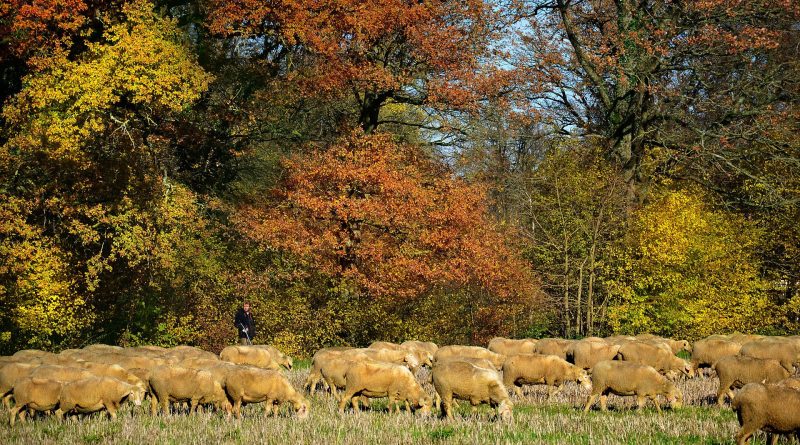Rebaño Trahumante Otoño Sierra