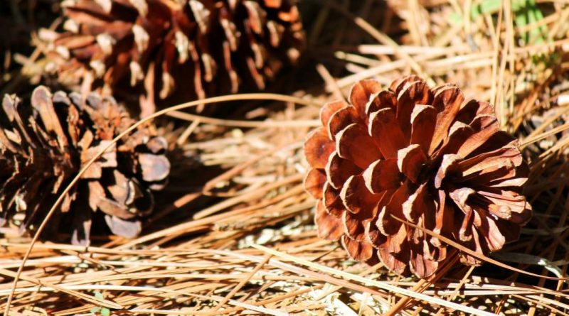 guadarrama leñas piñas