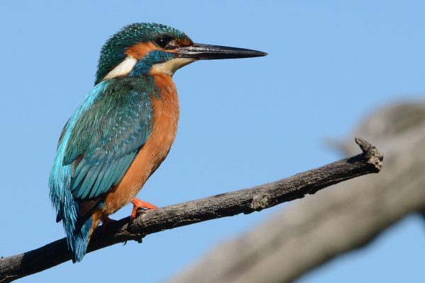 Martin pescador Sierra de Guadarrama
